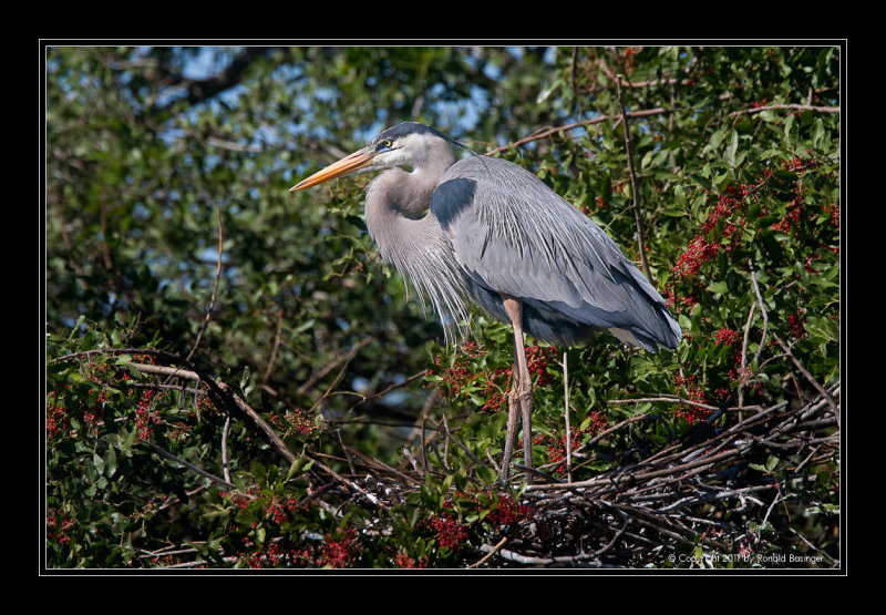 Great Blue Heron on Nest