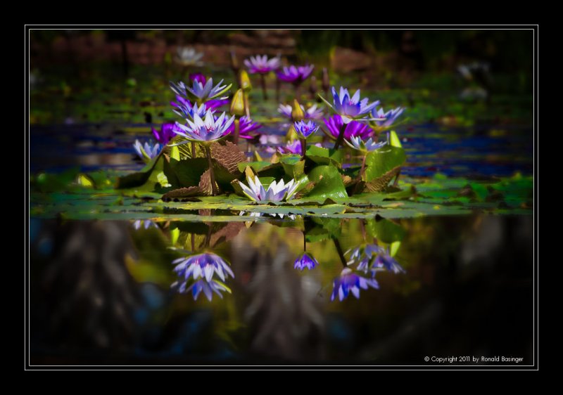 Reflections of water Lillies