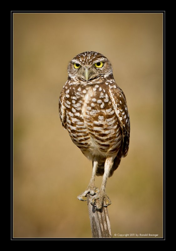 Burrowing Owl on Perch