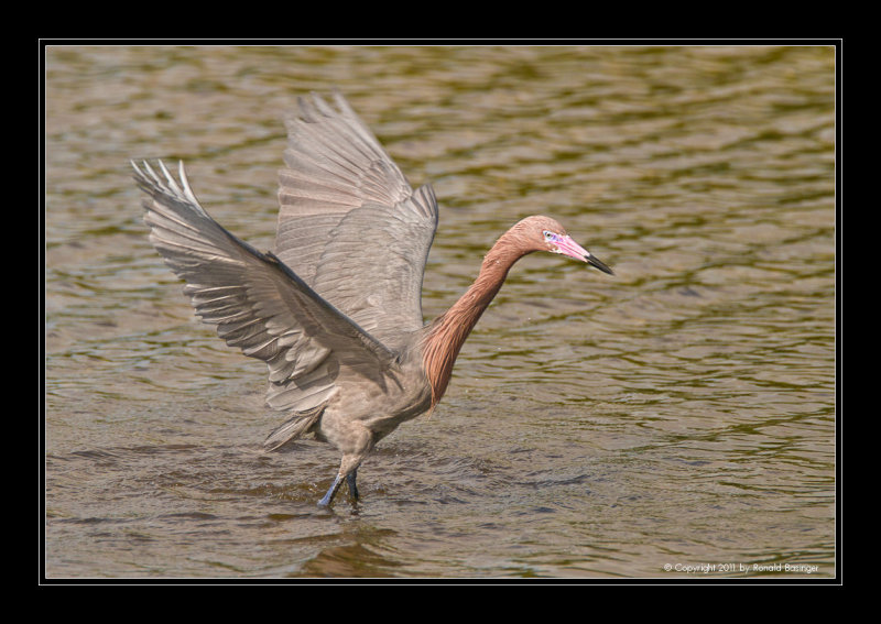 Reddish Egret Fishing