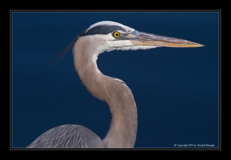 Great Blue Heron Portrait