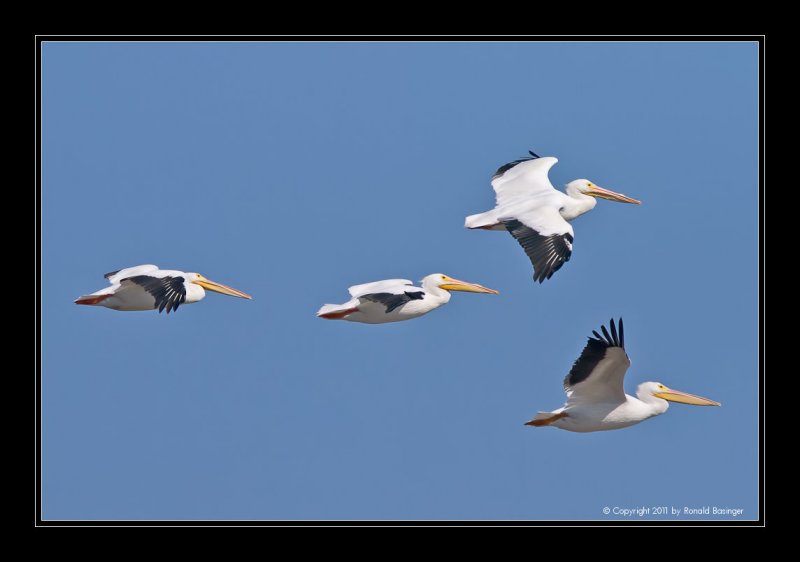 Formation of White Pelicans