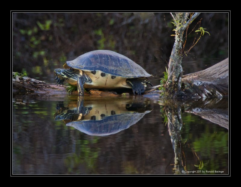 Turtle with Reflection