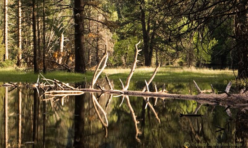 Tree in the Water