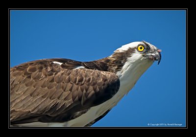 Ding Darling Preserve & Sanibel