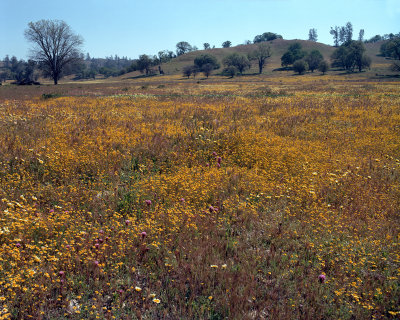 california spring golden hills