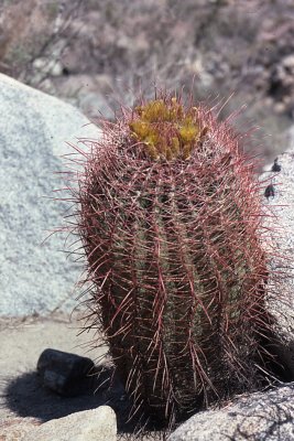 Ferocactus cylindraceus