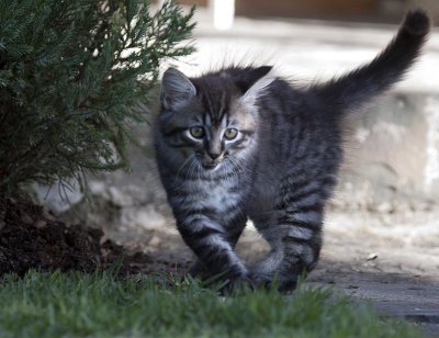 The Cats of the  BBC