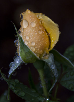 The Bedford Rose Garden