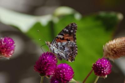 Butterfly (Willcox, AZ--hotel)