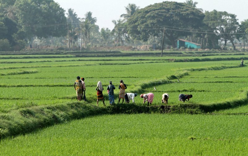 3832 - South India 2 weeks trip - 2 semaines en Inde du sud - IMG_2195_DxO WEB.jpg