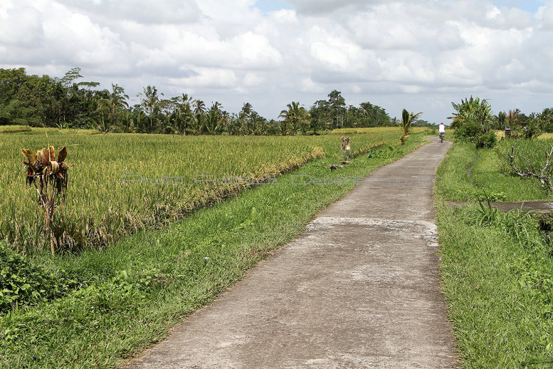 2332 - Discovering Indonesia - Java Sulawesi and Bali islands - IMG_4446_DxO Pbase.jpg