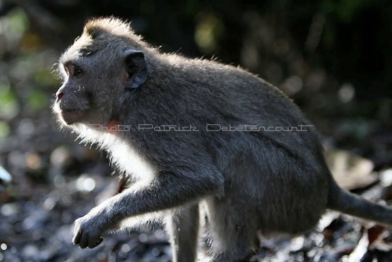 2548 - Discovering Indonesia - Java Sulawesi and Bali islands - IMG_4670_DxO Pbase.jpg