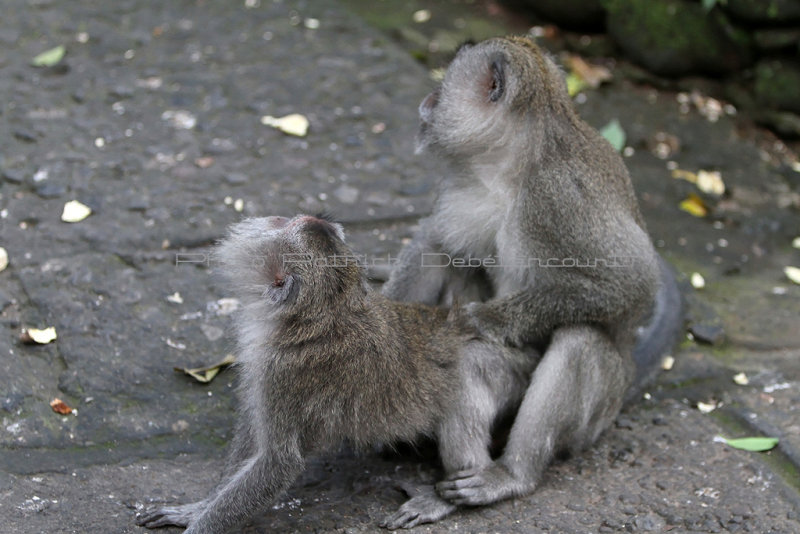 2557 - Discovering Indonesia - Java Sulawesi and Bali islands - IMG_4680_DxO Pbase.jpg