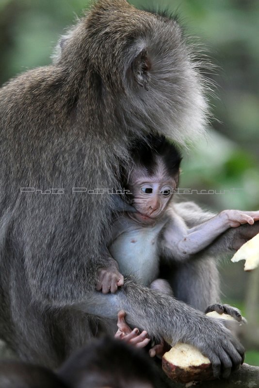 2578 - Discovering Indonesia - Java Sulawesi and Bali islands - IMG_4701_DxO Pbase.jpg