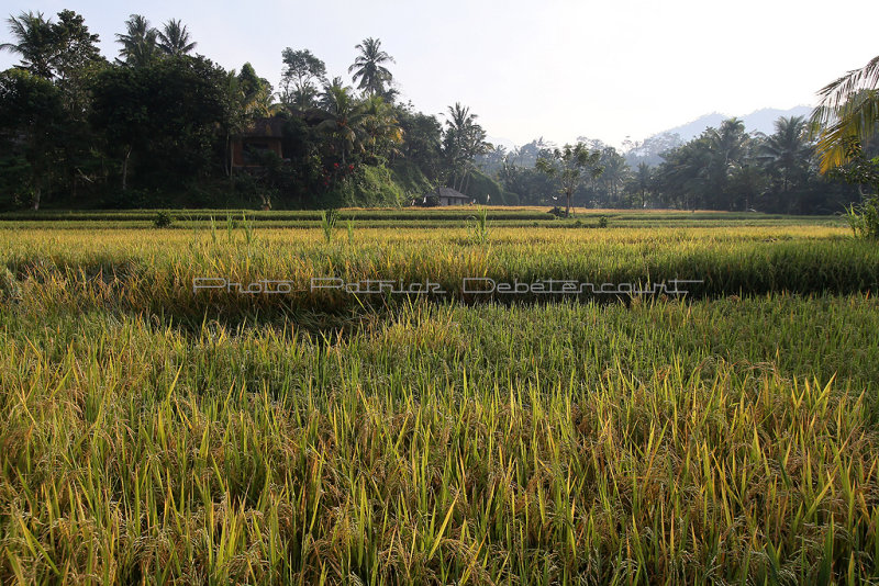 3277 - Discovering Indonesia - Java Sulawesi and Bali islands - IMG_5439_DxO Pbase.jpg