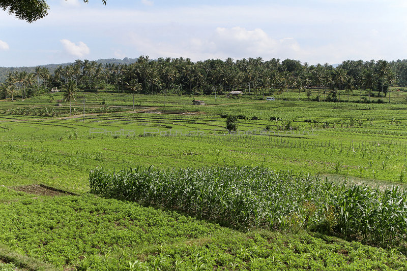 3742 - Discovering Indonesia - Java Sulawesi and Bali islands - IMG_5920_DxO Pbase.jpg