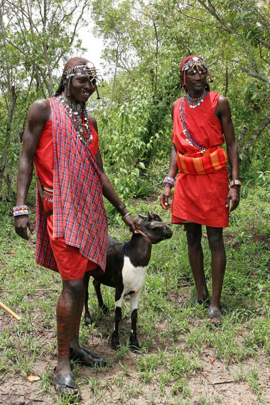 Sacrifice de deux chèvres par les Masaï, en l'honneur de notre visite