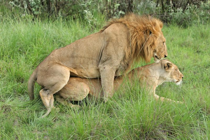 Deuxime safari dans la rserve de Masa-Mara