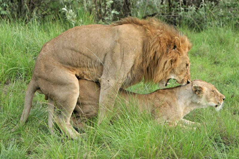 Deuxième safari dans la réserve de Masaï-Mara