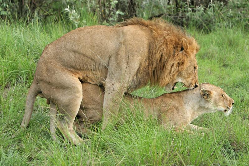 Deuxime safari dans la rserve de Masa-Mara