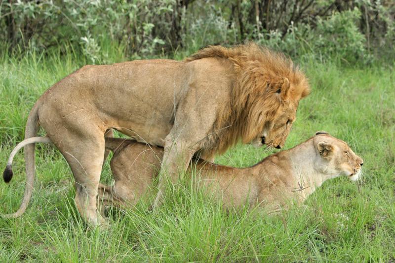 Deuxime safari dans la rserve de Masa-Mara