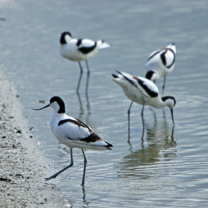 Balade en Baie de Somme - Réserve du Marquenterre