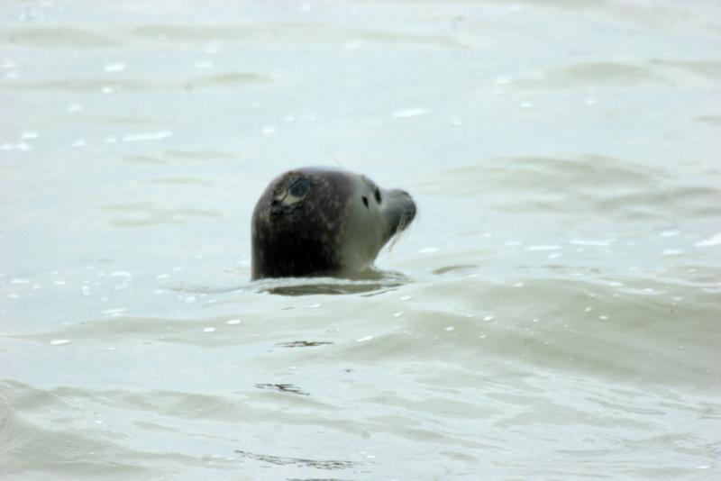 Les animaux de la Baie de Somme - Phoque-veau-marin