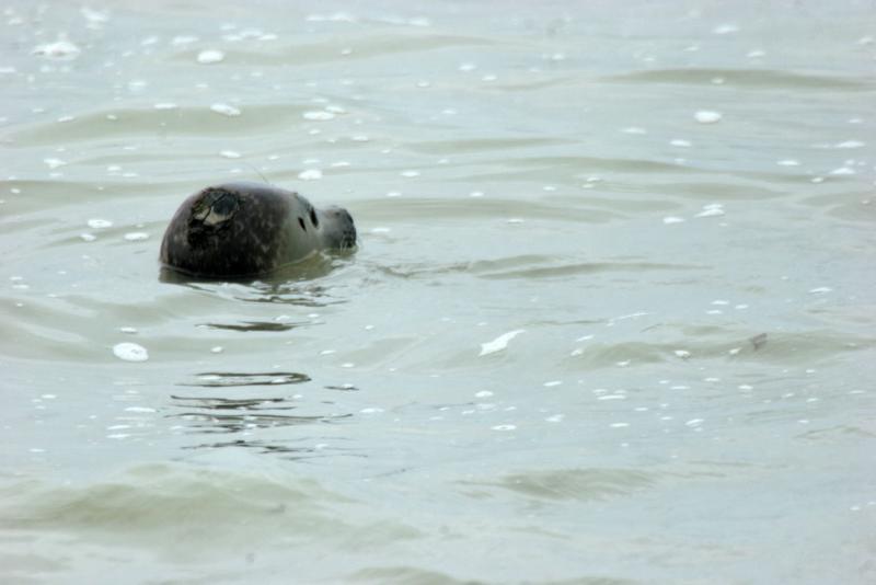 Les animaux de la Baie de Somme - Phoque-veau-marin