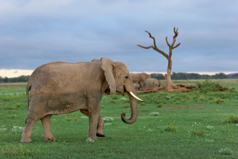 Premier safari dans la rserve de Ambosli