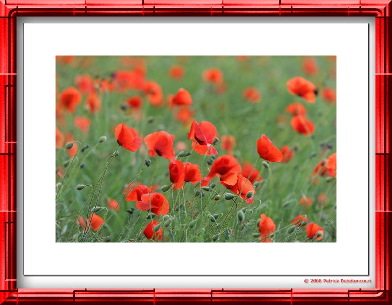 Coquelicots des villes...