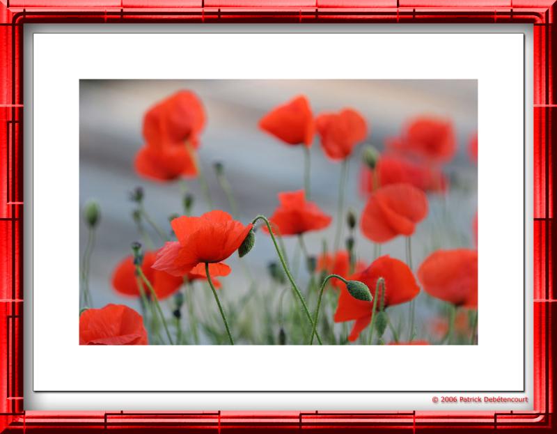 Coquelicots des villes...