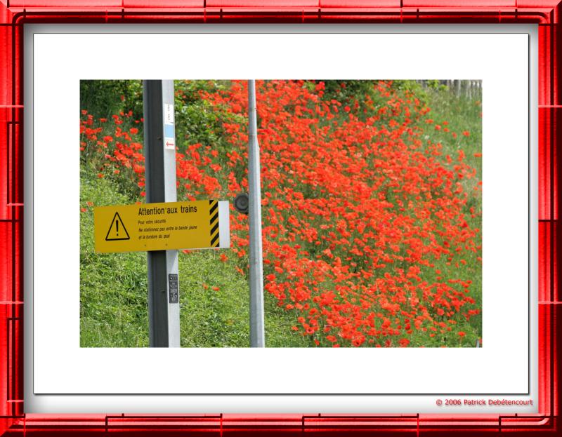 Coquelicots des villes...  la gare de la Garenne-colombes