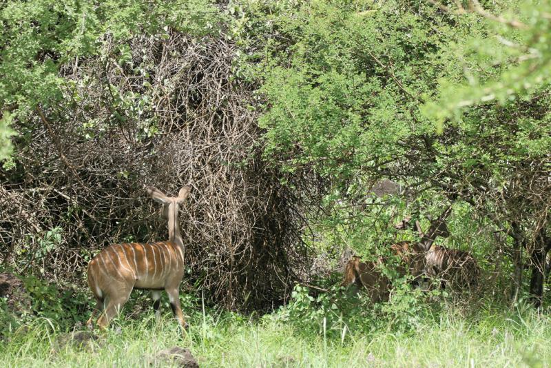 Dpart de la rserve dAmbosli vers celle de Tsavo Ouest