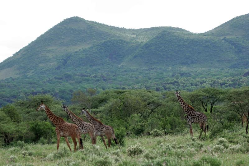 Premier safari dans la rserve de Tsavo Ouest