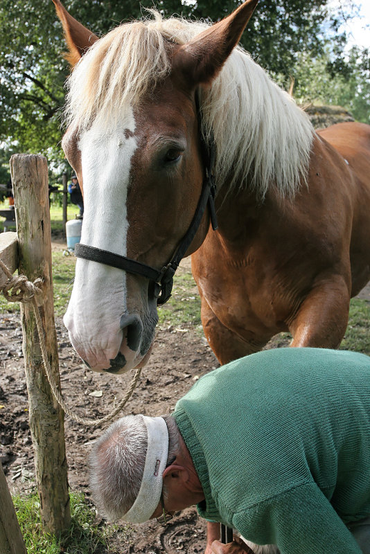 Marchal-ferrand au travail sur un cheval dattelage de Brca - IMG_0313_DXO.jpg