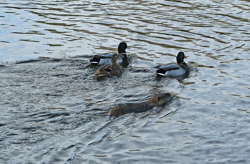 Canards Colvert et ragondin - MK3_2057 DxO.jpg