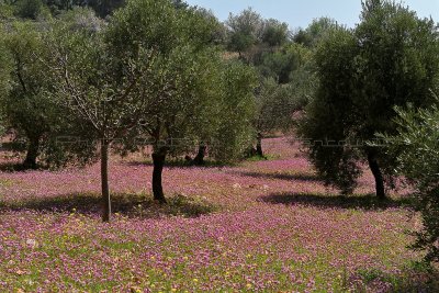 584 Voyage en Jordanie - IMG_1067_DxO Pbase.jpg