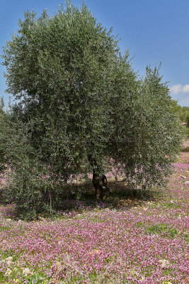 590 Voyage en Jordanie - IMG_1073_DxO Pbase.jpg