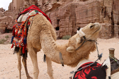 1565 Voyage en Jordanie - IMG_2064_DxO Pbase.jpg