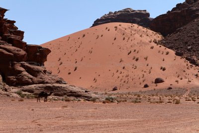 2465 Voyage en Jordanie - IMG_2970_DxO web2.jpg