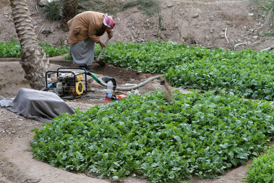 2800 Voyage en Jordanie - IMG_3316_DxO web2.jpg