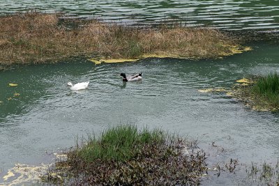 710 Vacances aux Acores - IMG_8098_DxO Pbase.jpg