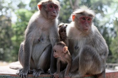 2280 - South India 2 weeks trip - 2 semaines en Inde du sud - IMG_0557_DxO WEB.jpg