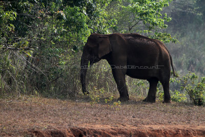 2401 - South India 2 weeks trip - 2 semaines en Inde du sud - IMG_0683_DxO WEB.jpg