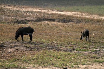 2475 - South India 2 weeks trip - 2 semaines en Inde du sud - IMG_0758_DxO WEB.jpg