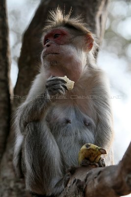 2533 - South India 2 weeks trip - 2 semaines en Inde du sud - IMG_0816_DxO WEB.jpg