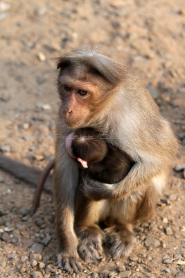 2540 - South India 2 weeks trip - 2 semaines en Inde du sud - IMG_0824_DxO WEB.jpg