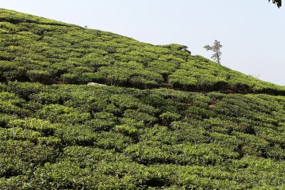 2708 - South India 2 weeks trip - 2 semaines en Inde du sud - IMG_0997_DxO WEB.jpg