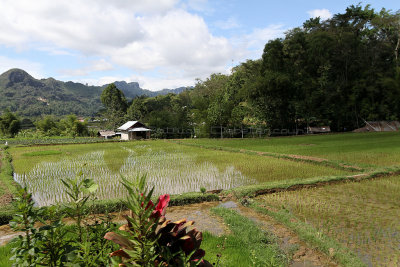 774 - Discovering Indonesia - Java Sulawesi and Bali islands - IMG_2857_DxO Pbase.jpg